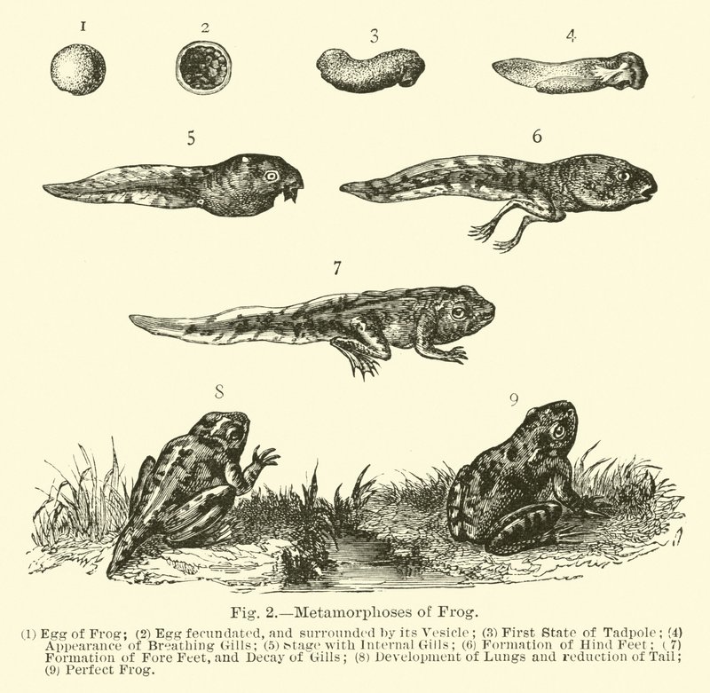 Metamorphosen des Frosches von English School