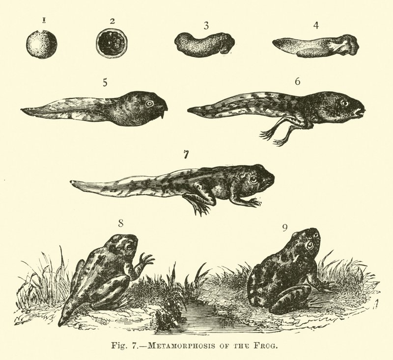 Metamorphose des Frosches von English School