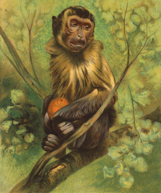 Affe von English School