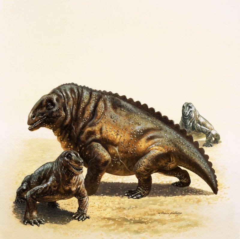 Moschops von English School