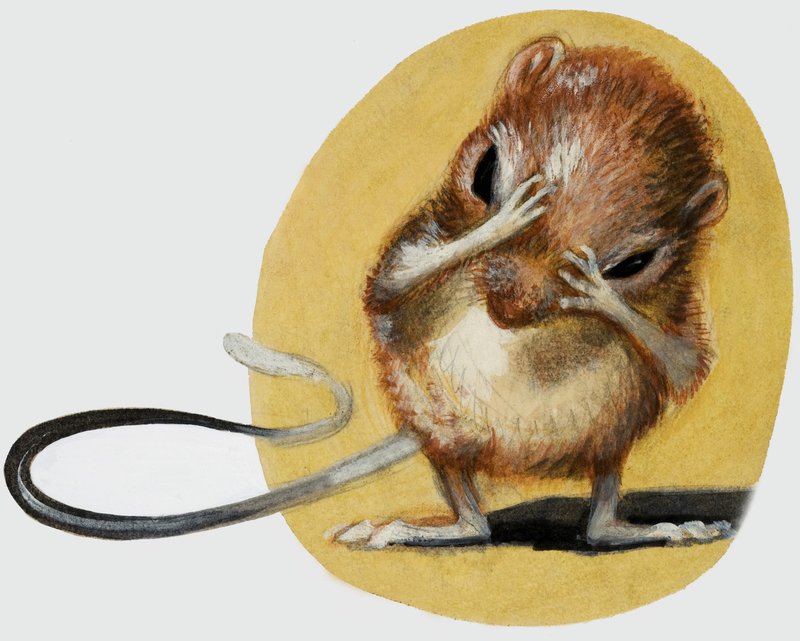 Maus von English School
