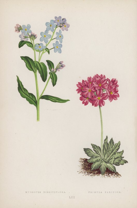Vergissmeinnicht; Mehlprimel (Farblithografie) von English School