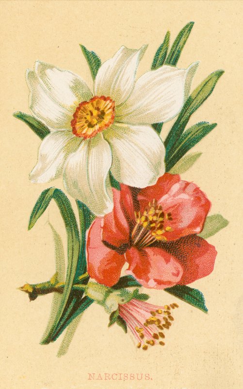 Narziss von English School