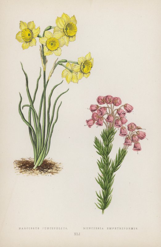 Narcissus Juncifolius; Menziesia Empetriformis von English School
