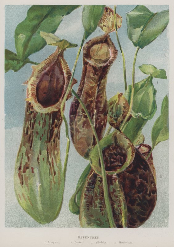 Nepenthes von English School