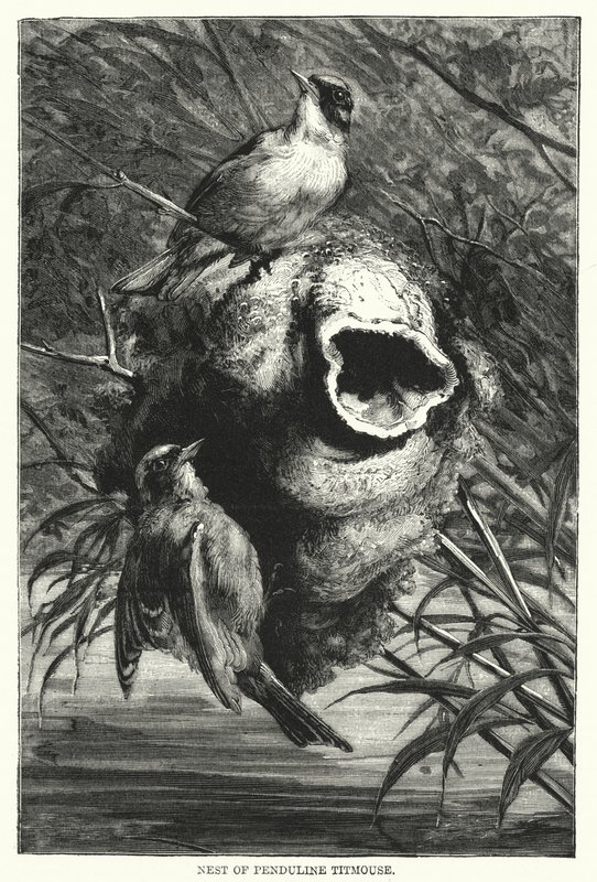 Nest der Beutelmeise (Gravur) von English School