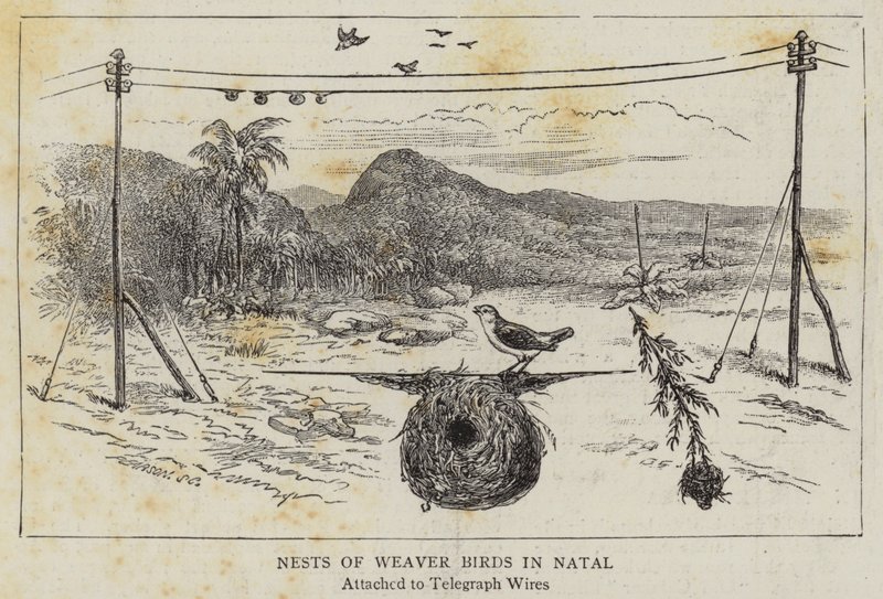 Nester von Webervögeln in Natal (Gravur) von English School