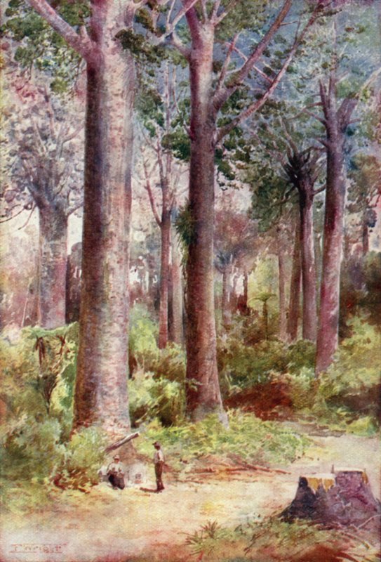 Neuseeland: Kauri von English School