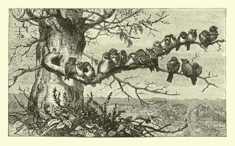 Neunzehn Vögel von English School