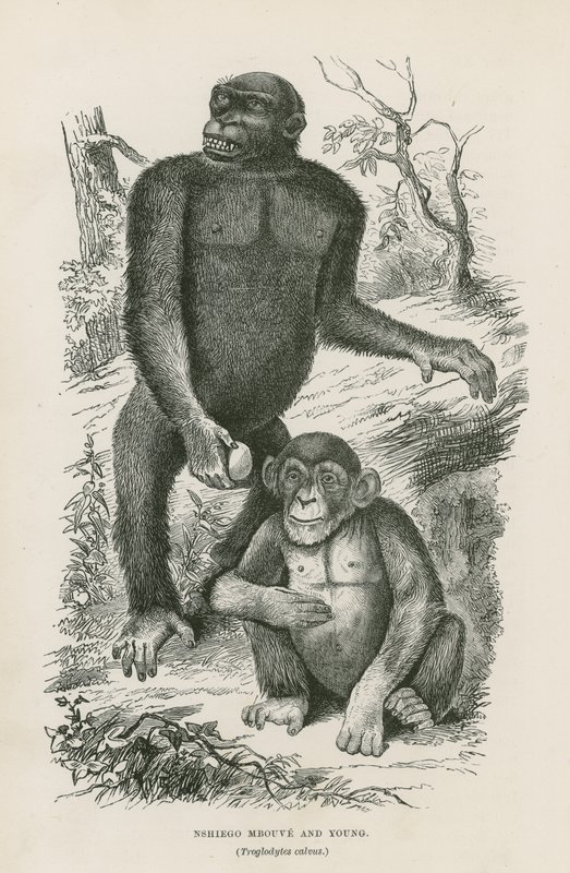 Nshiego Mbouve und Jungtiere, Troglodytes Calvu von English School
