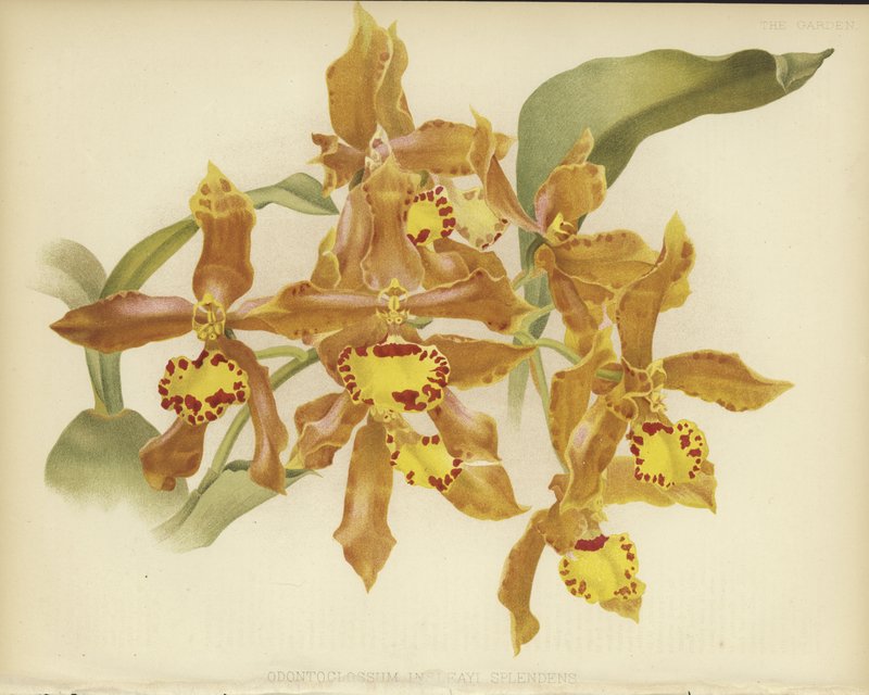 Odontoglossum insleayi splendens von English School