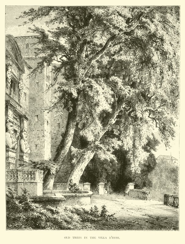 Alte Bäume in der Villa d