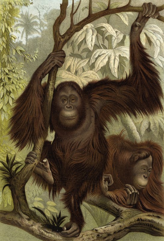 Orang-Utan von English School