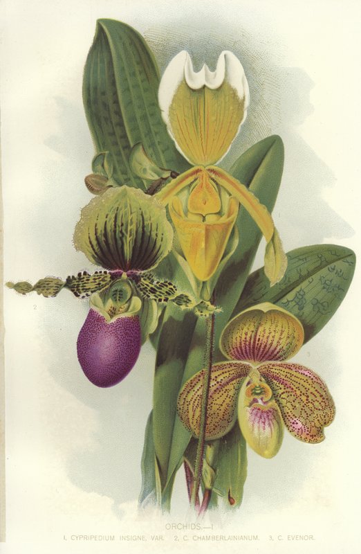 Orchideen von English School