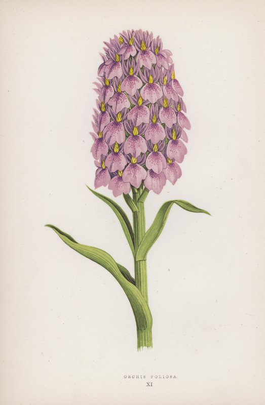 Orchis Foliosa von English School