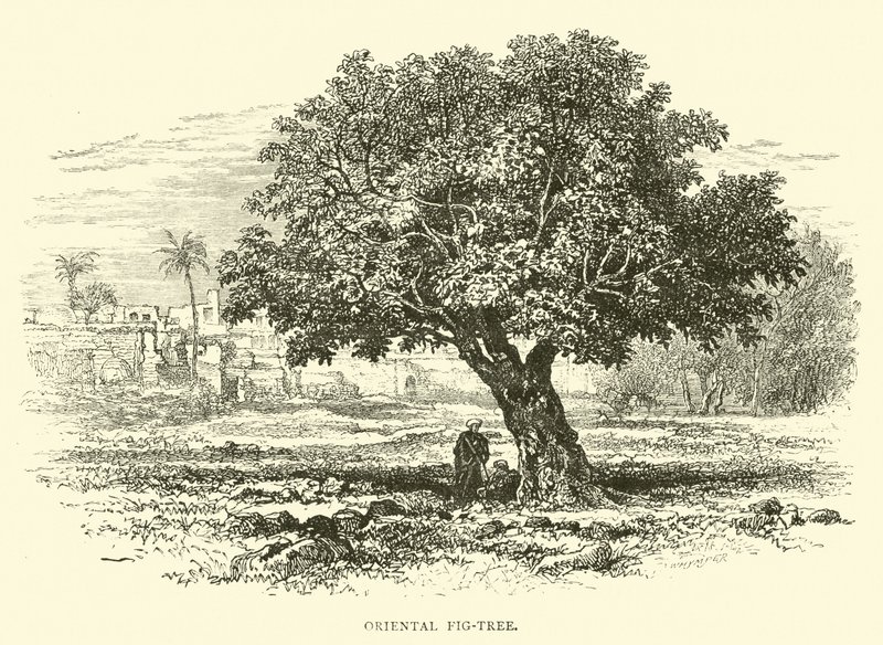 Orientalischer Feigenbaum von English School