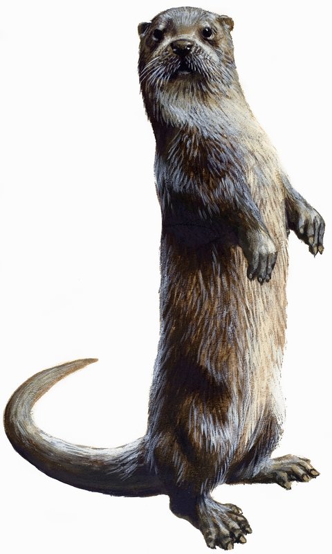 Otter von English School