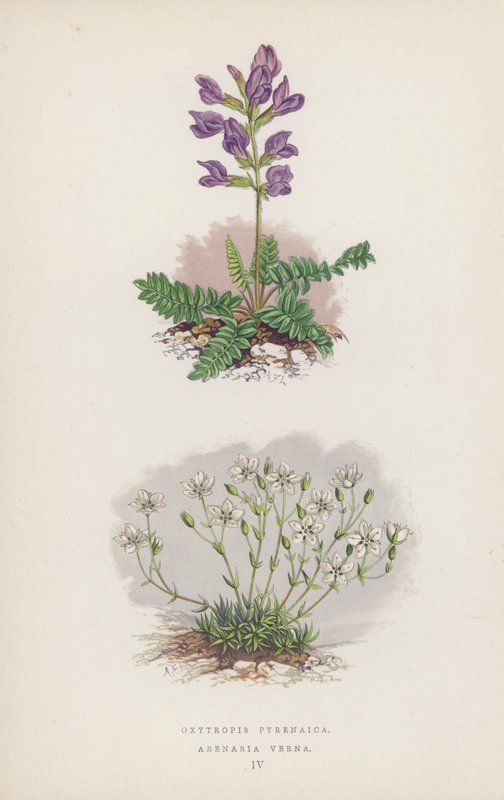 Oxytropis Pyrenaica; Arenaria Verna von English School