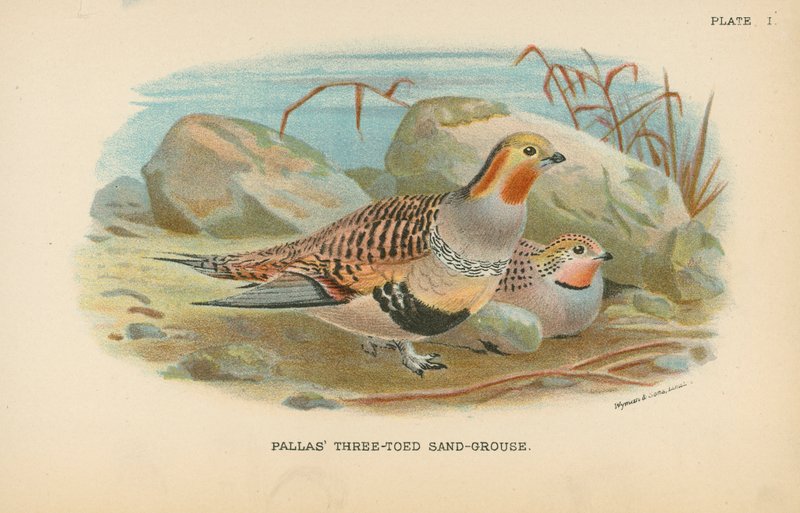 Pallas-Dreizehen-Sandhuhn von English School