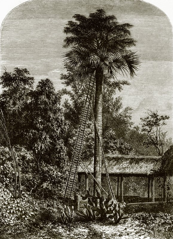 Palme auf Great Andaman von English School