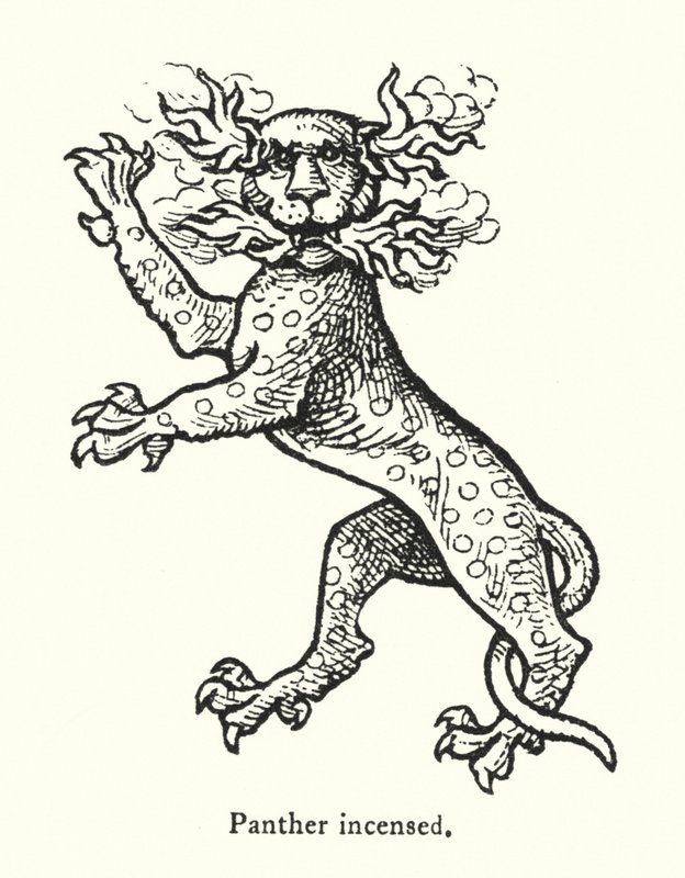 Erregter Panther (Gravur) von English School