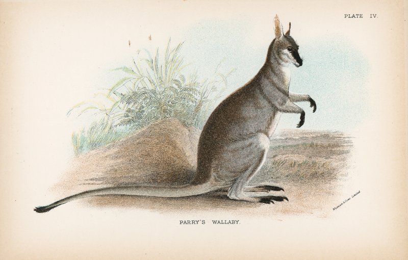 Parrys Wallaby von English School
