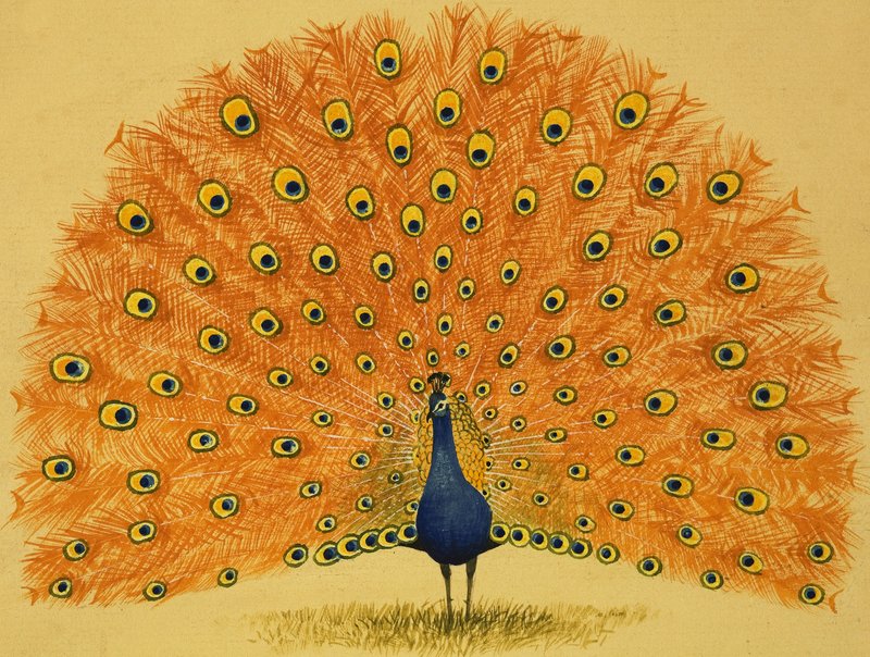 Pfau von English School