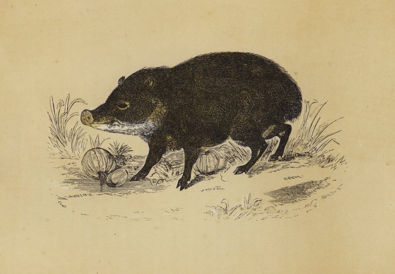 Pekari (Farblithografie) von English School