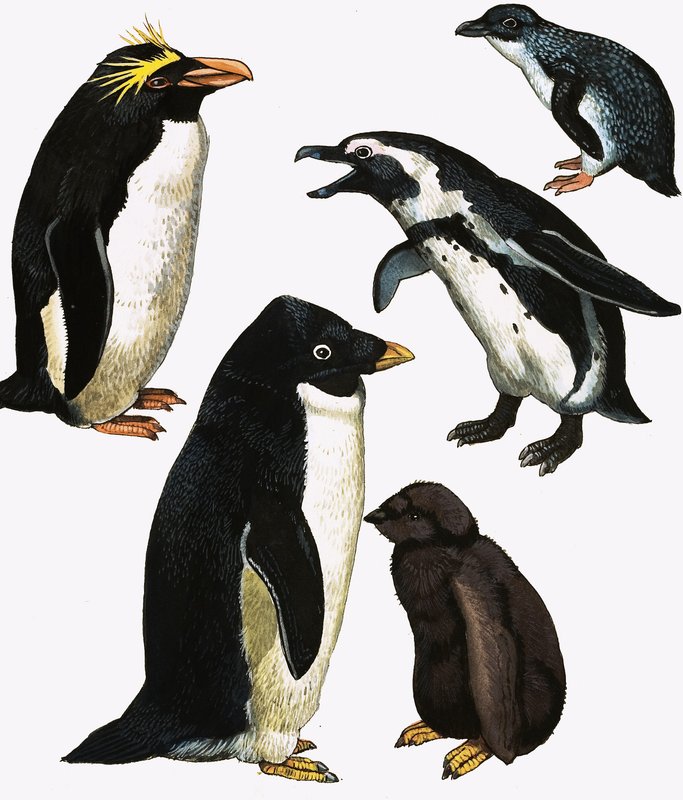 Pinguine von English School