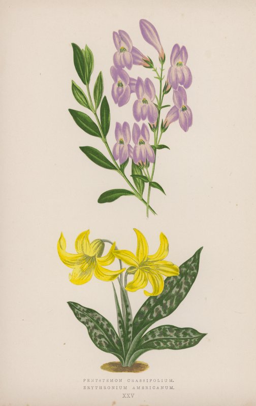 Pentstemon Crassifolium; Erythronium Americanum von English School