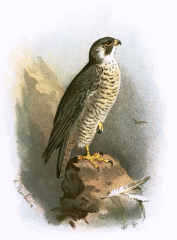 Wanderfalke von English School
