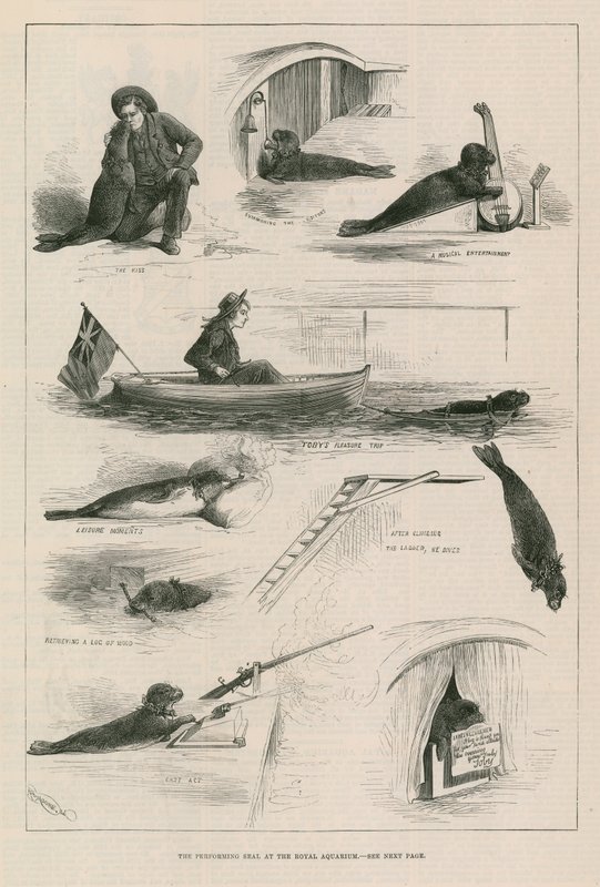 Vorführende Robbe im Royal Aquarium von English School