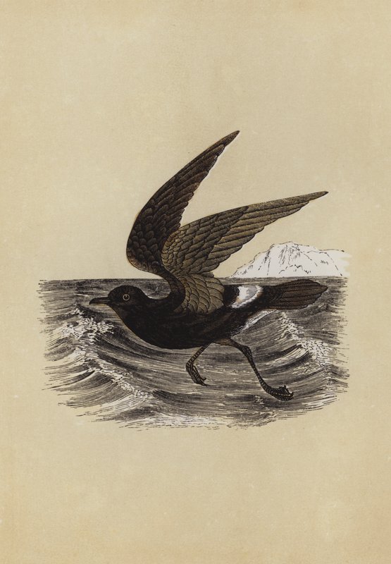 Sturmvogel von English School