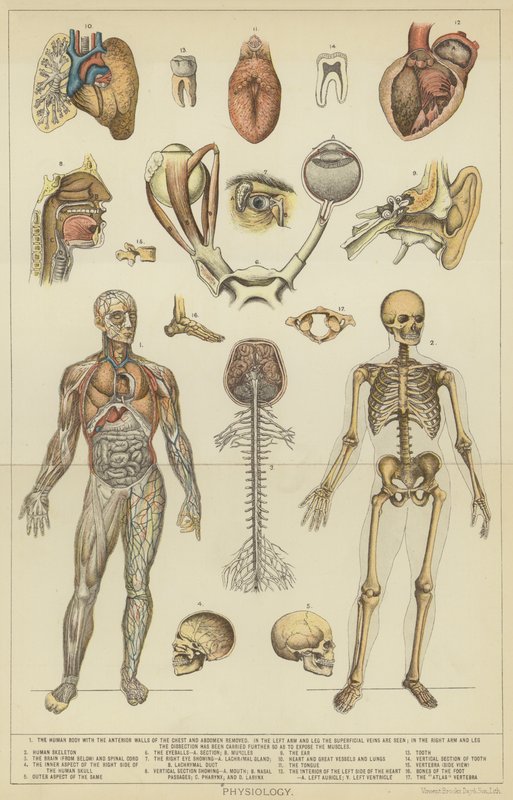 Physiologie von English School