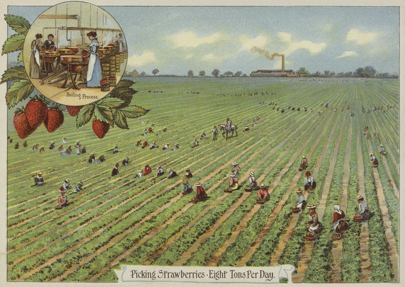 Erdbeeren pflücken von English School