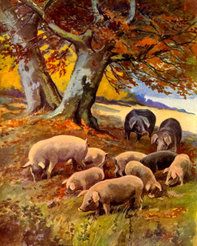 Schweine auf der Weide von English School