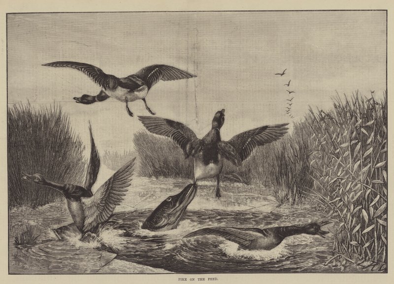 Hecht auf der Jagd von English School