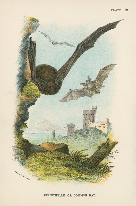 Zwergfledermaus oder Gemeine Fledermaus von English School