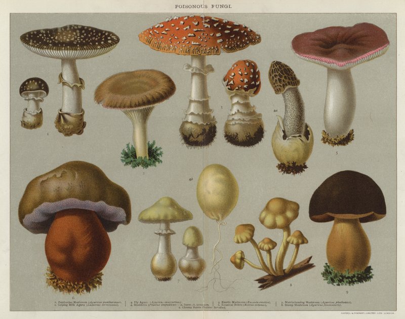 Giftige Pilze (Farblithographie) von English School