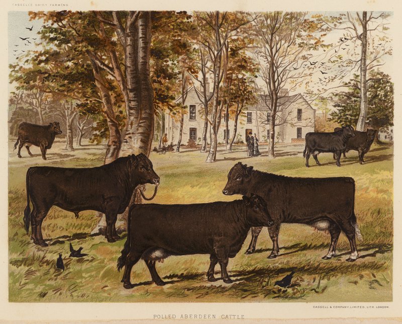Polled Aberdeen Rinder von English School
