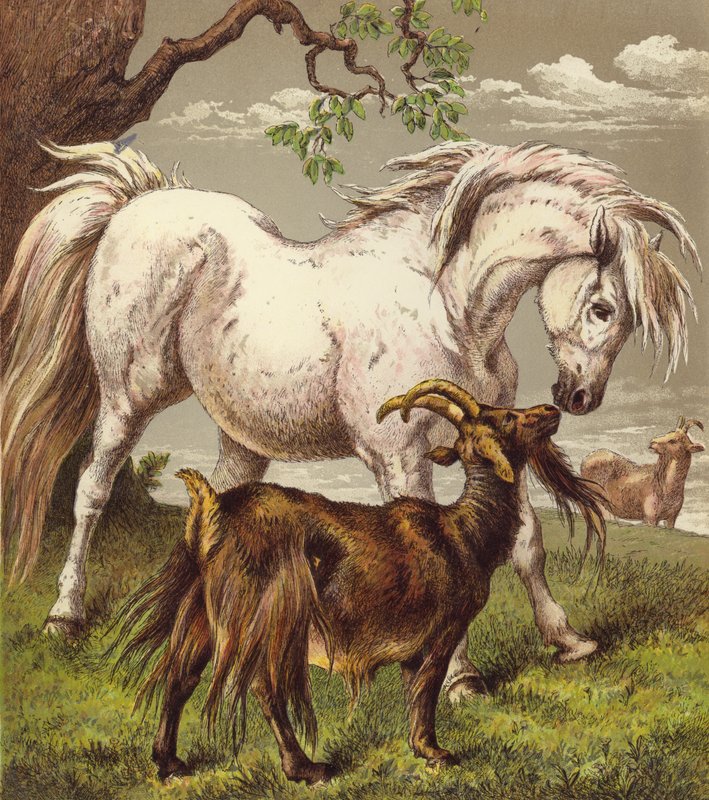 Pony und Ziegen von English School