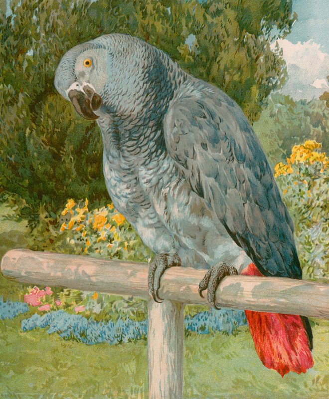 Pretty Polly von English School