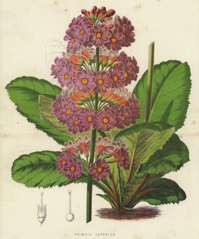 Primula Japonica von English School