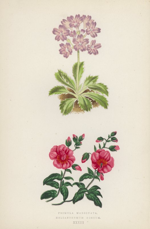 Primula Marginata; Helianthemum Roseum von English School