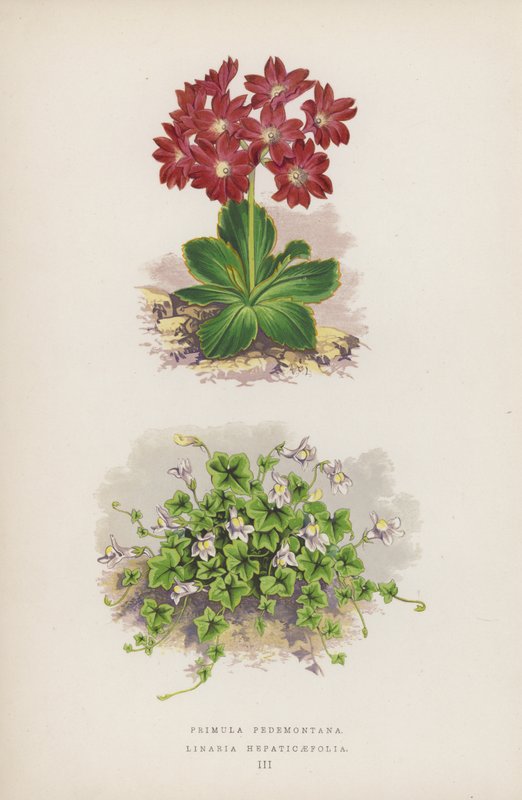 Primula Pedemontana; Linaria Hepaticaefolia von English School