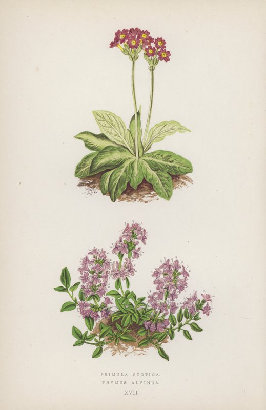 Primula Scotica; Thymus Alpinus von English School