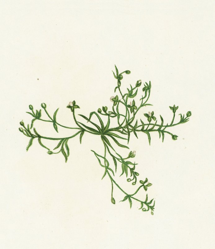 Niederliegendes Perlgras, Sagina Procumbens von English School