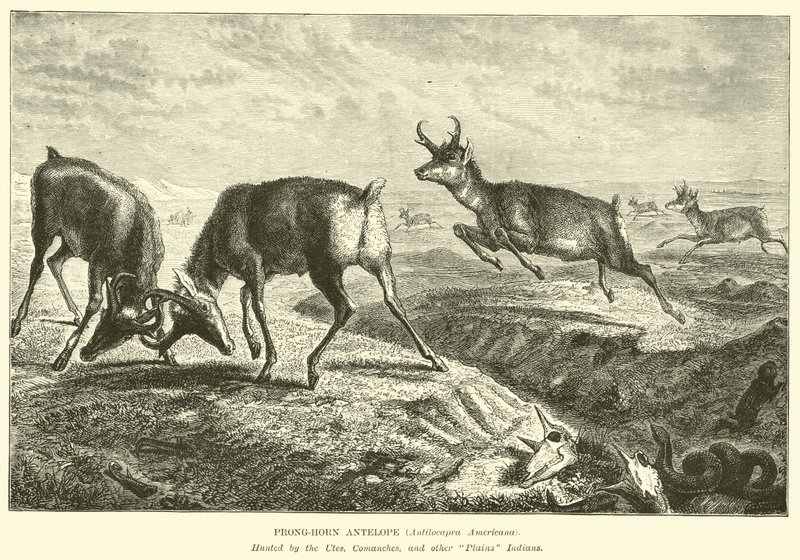 Gabelbock-Antilope, Antilocapra Americana von English School