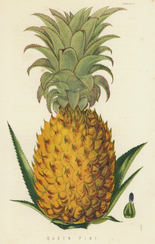 Königin-Ananas von English School