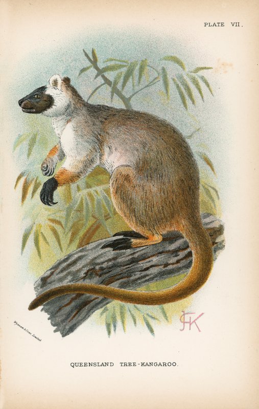 Queensland-Baumkänguru von English School